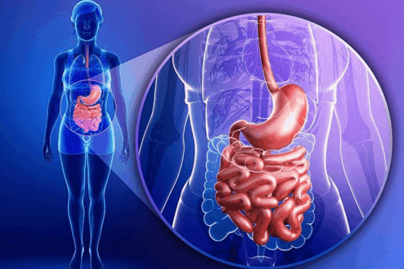 Salud Intestinal y Microbioma: El Universo Invisible Que Controla Tu Bienestar