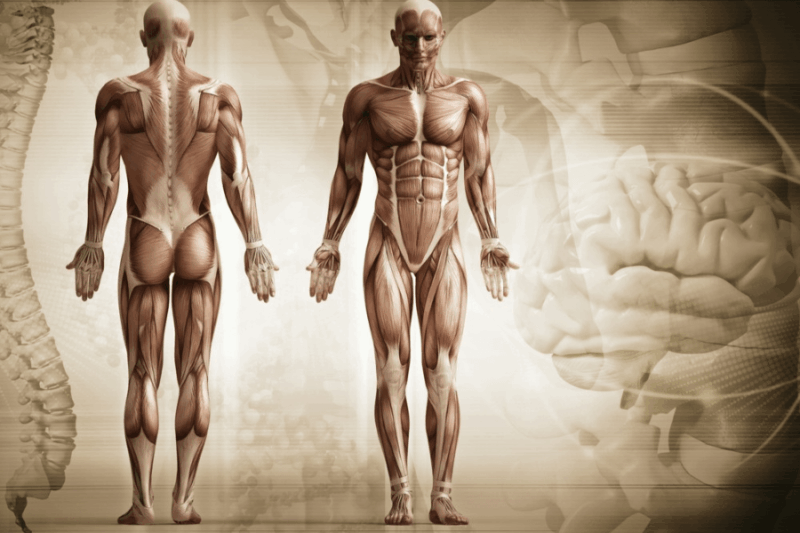 Cómo Aumentar Masa Muscular de Forma Natural